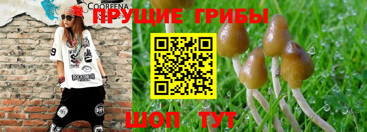 Галлюциногенные грибы прущие грибы  Вход с VPN  Арсеньев  Псилоцибиновые грибы Psilocybine cubensis 